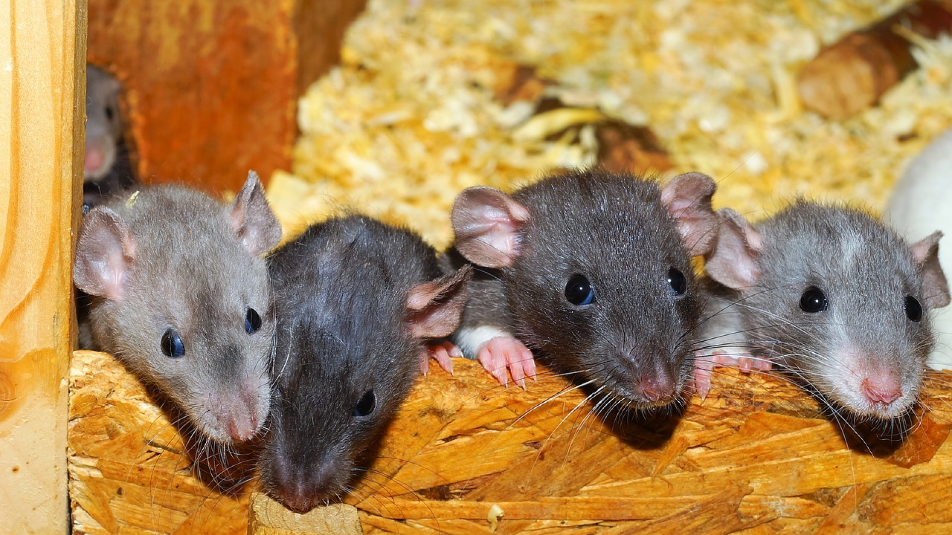 Les rats, une nuisance toujours plus présente dans nos villes